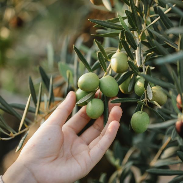 Aceite Extraído por Procesos Mecánicos